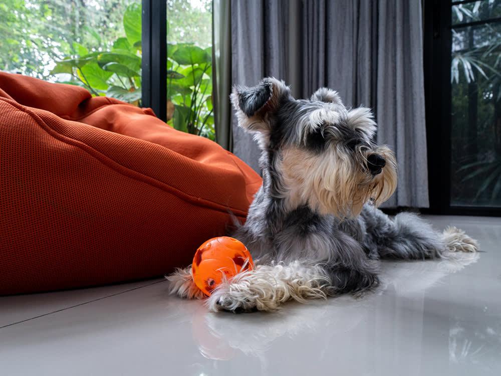 Schnauzer in living room