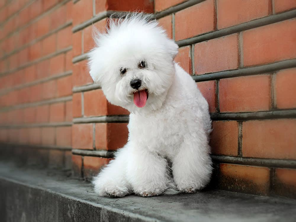 bichon