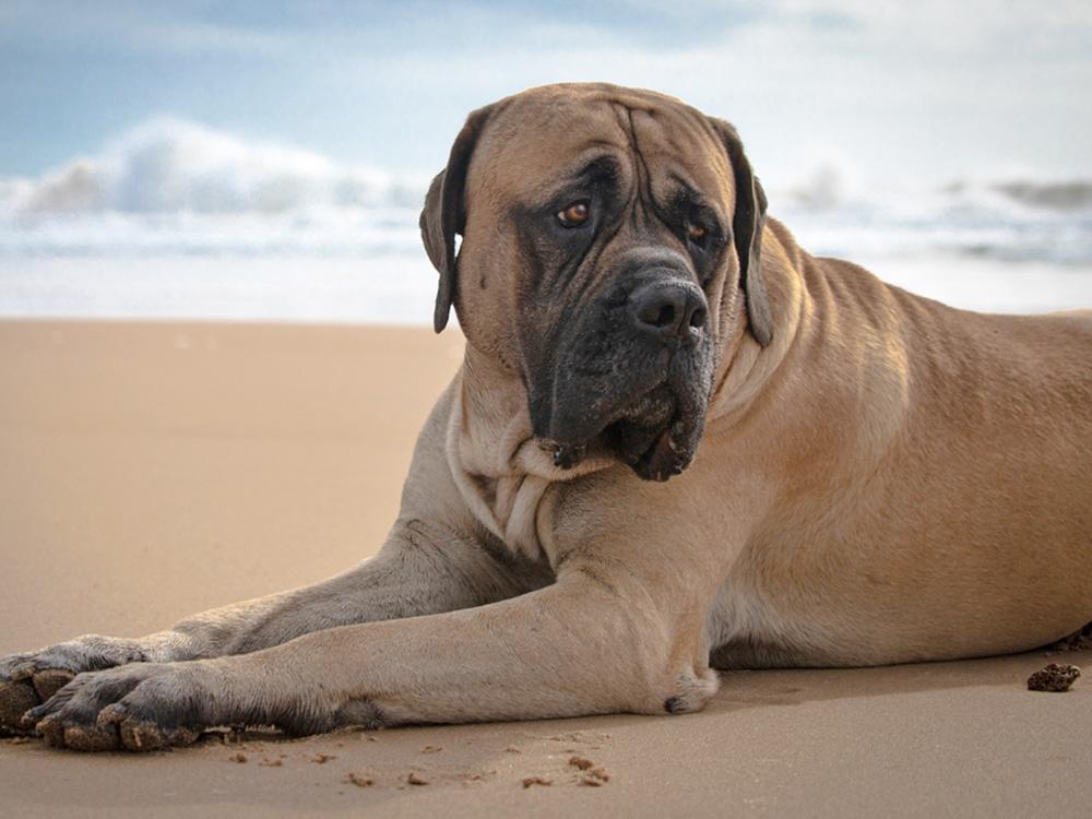 wrinkly cute english mastiff on beach