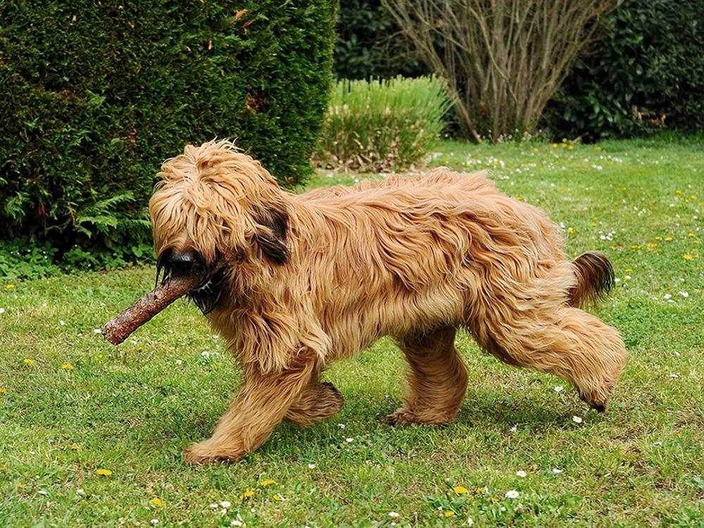 briard