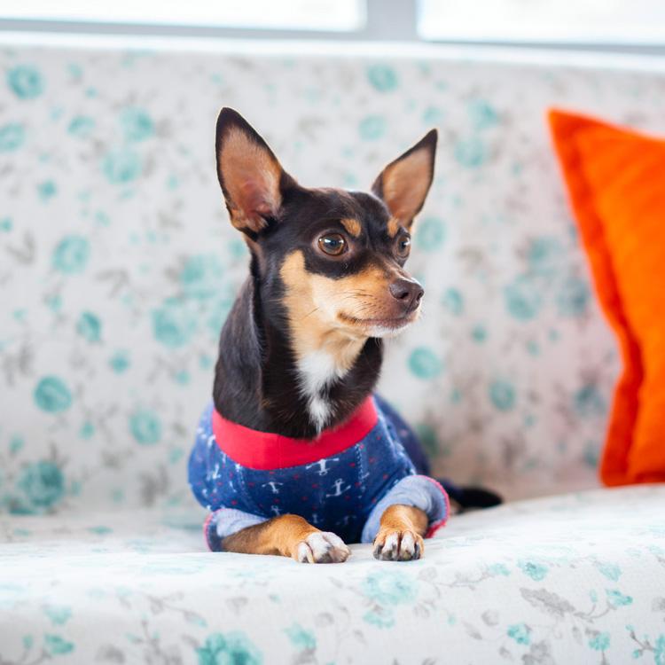 Deerhead chihuahua on sofa