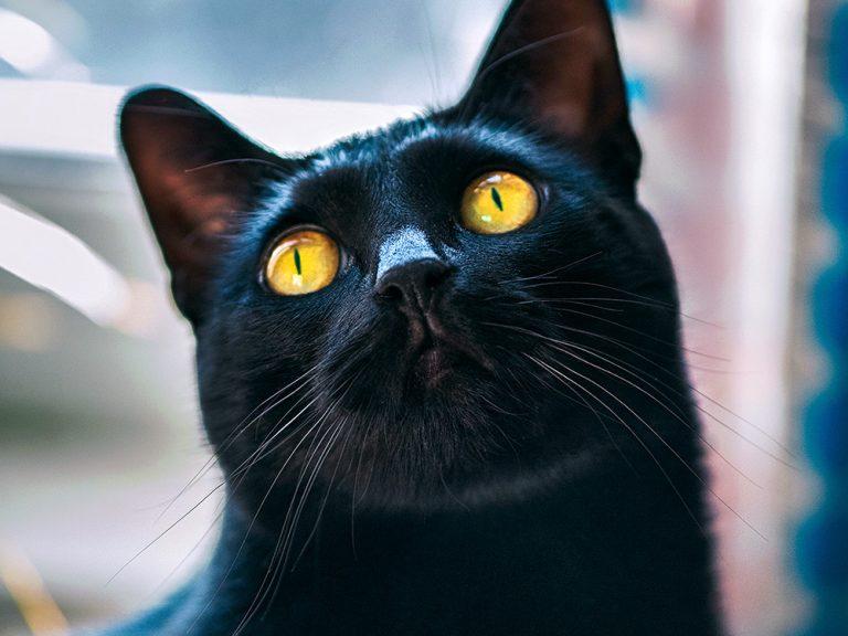 black cat looking up