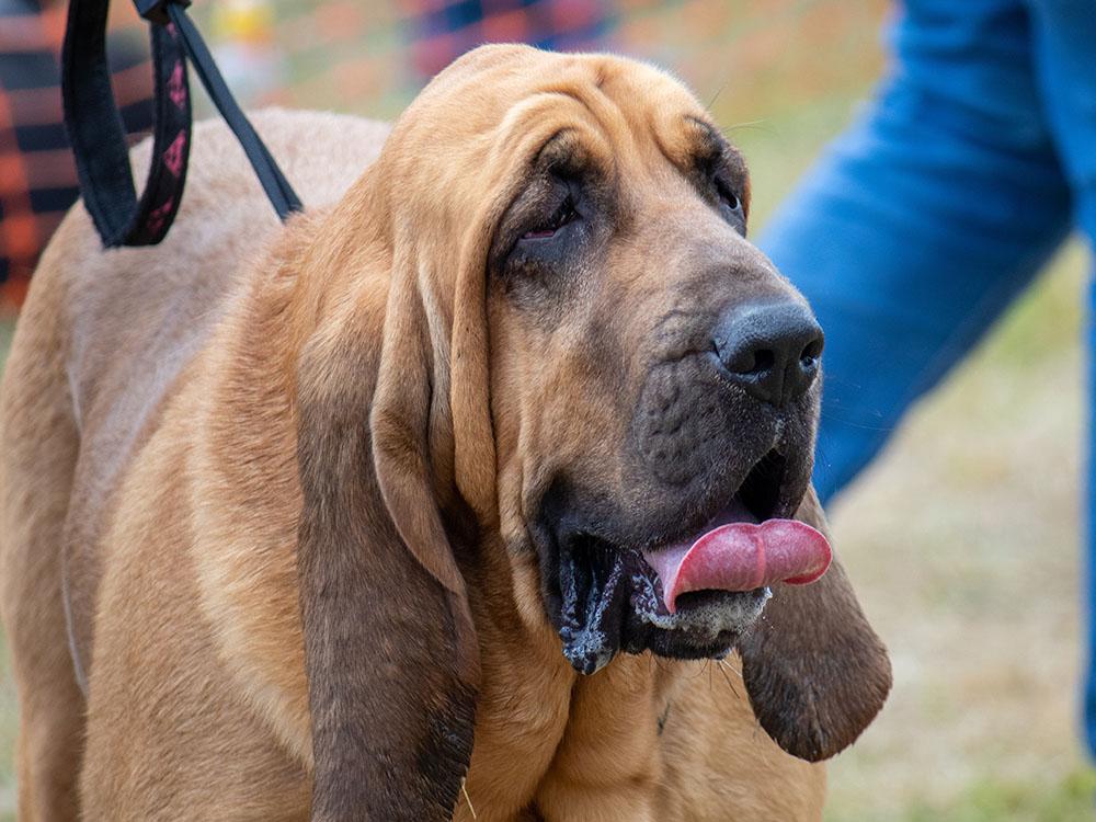 Bloodhound on walk