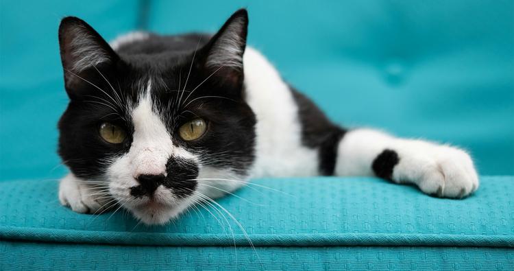 8 Beautiful Harlequin Cats Breeds (And Important Facts About Them)