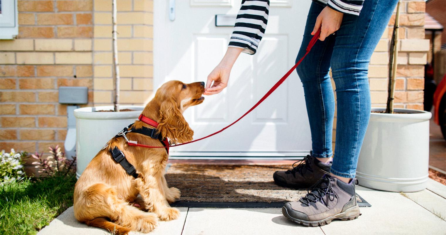 Potty Training 101: How to House Train Your Dog or Puppy