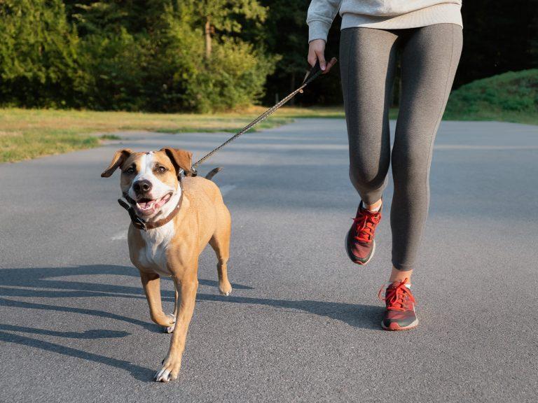 running American Staffordshire Terrier