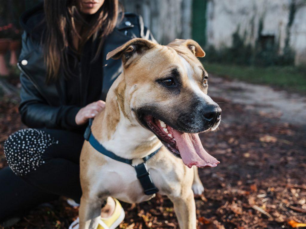 American Staffordshire dog being held by woman