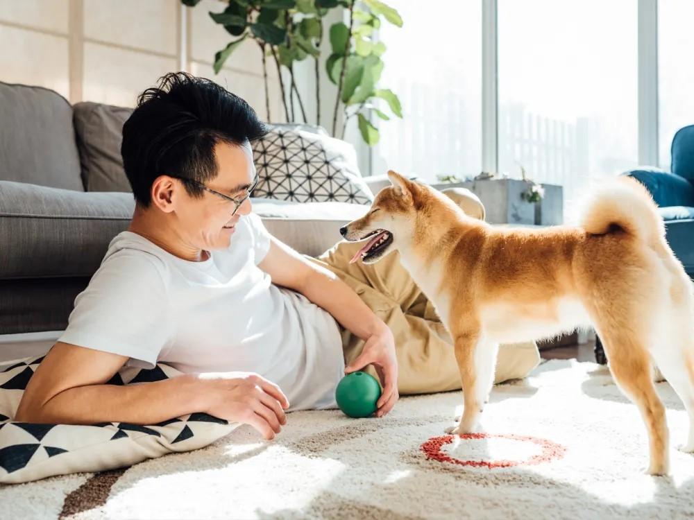 shiba inu playing with person