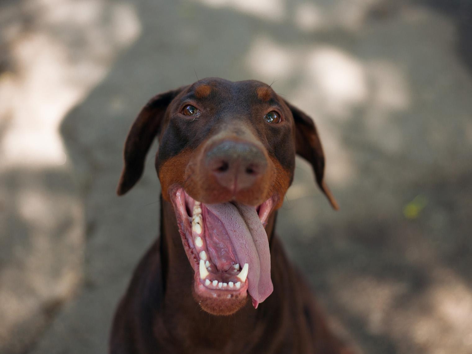 A cheerful and happy doberman