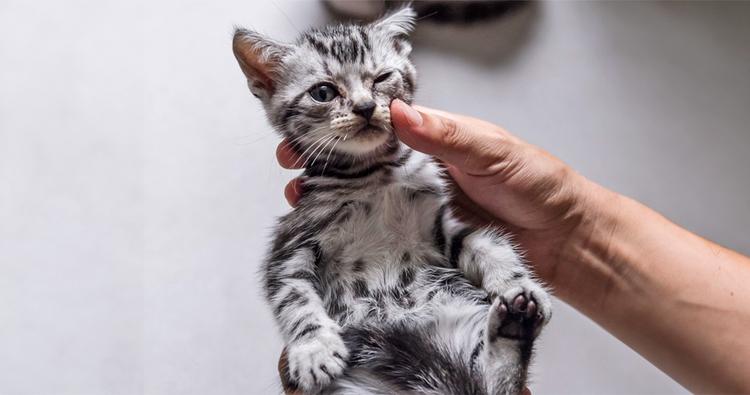 How to Treat Worms in Kittens