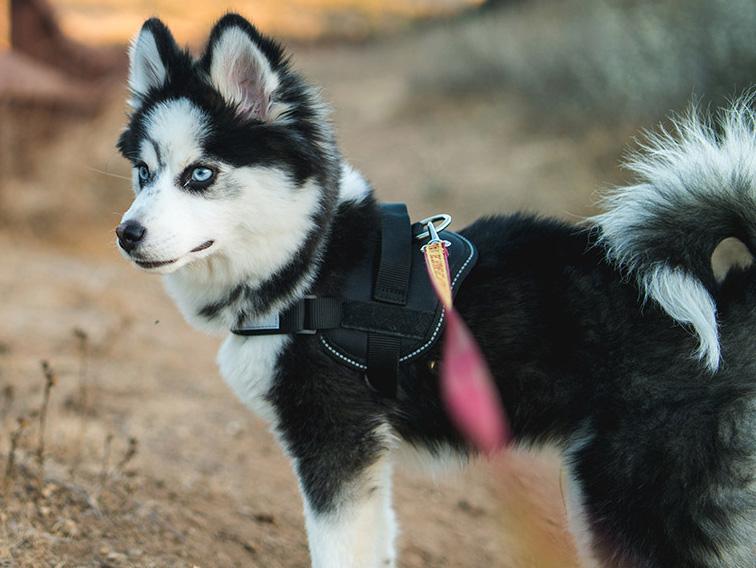 pomsky dog