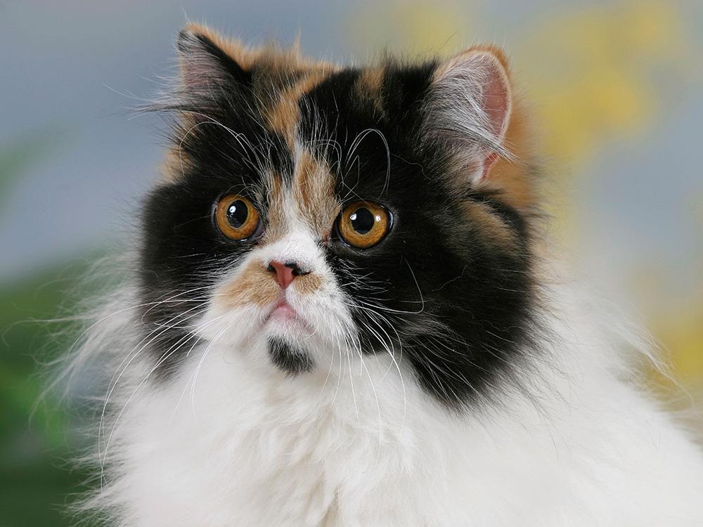 persian cat with harlequin calico color