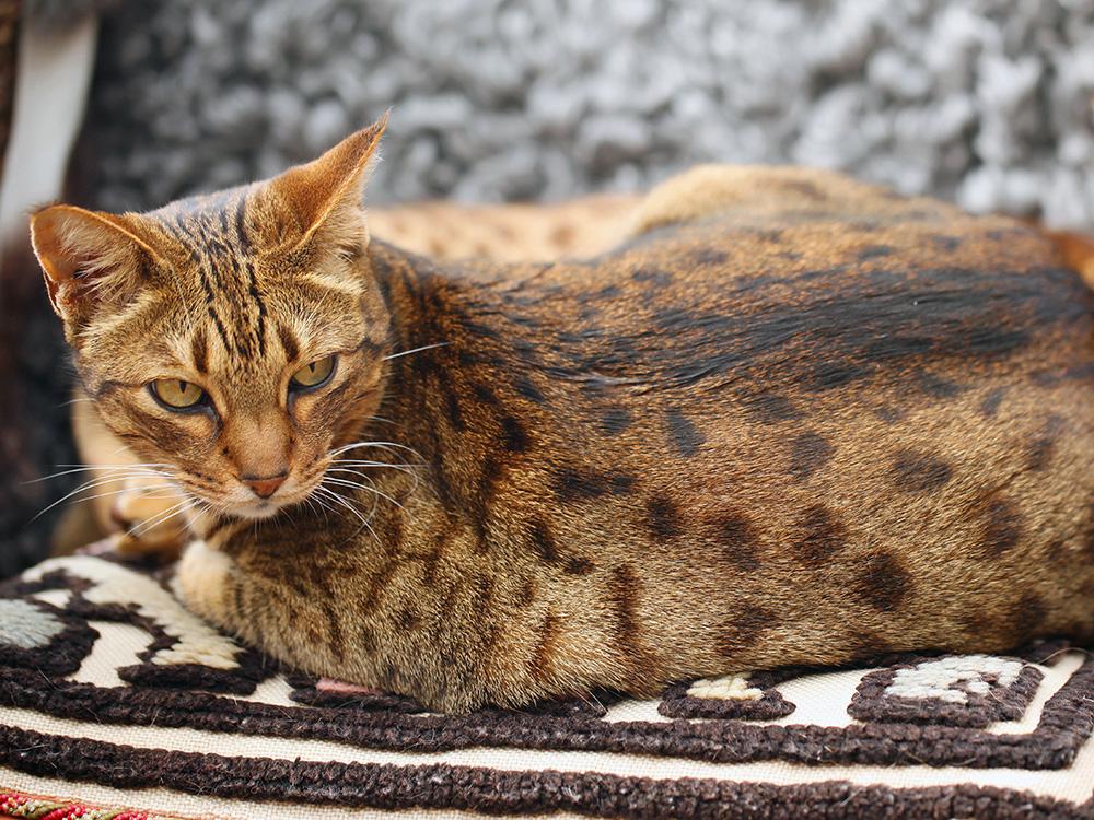 ocicat laying on bed