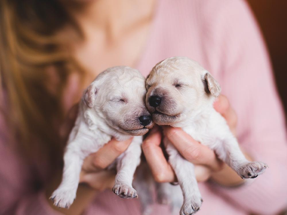 woman holds new born puppies