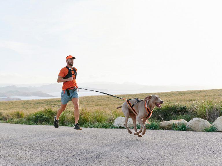 Weimaraner