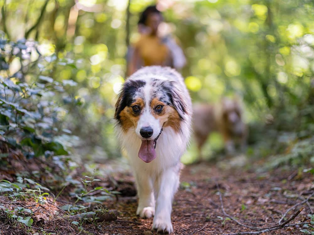 Australian Shepherd on hike