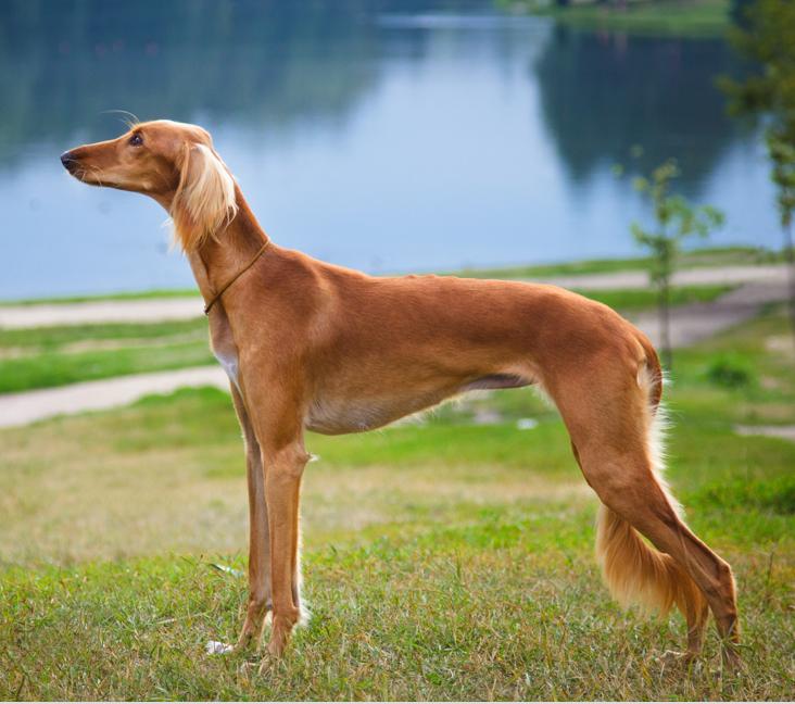 Breed Photo