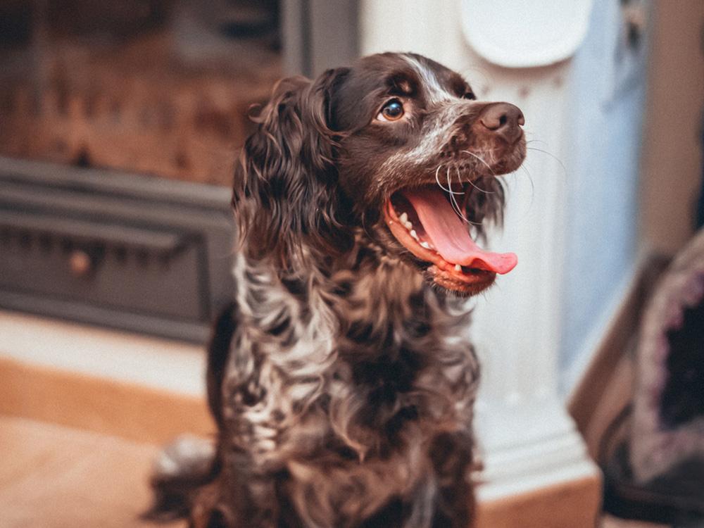 boykin spaniel