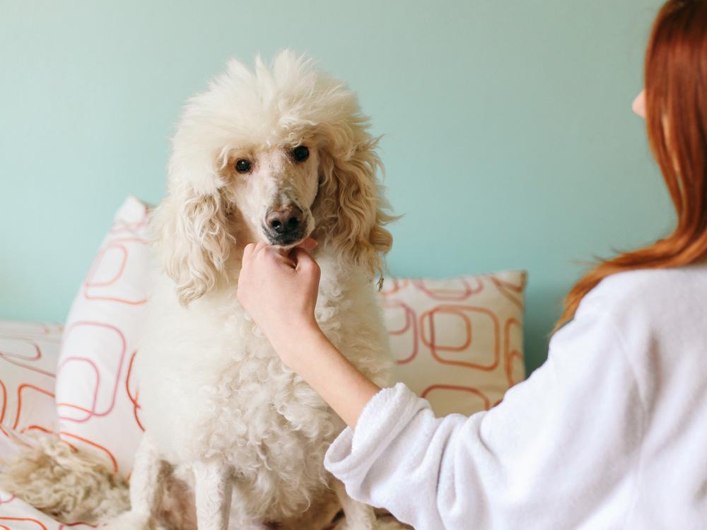 large white poodle