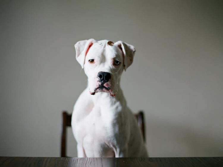 What Is a Reasonable Rehoming Fee For a Boxer?