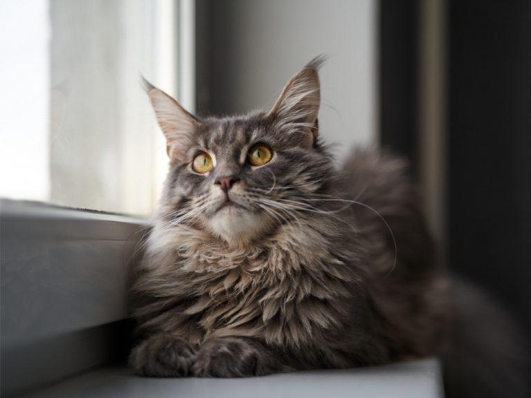fluffy maine coon