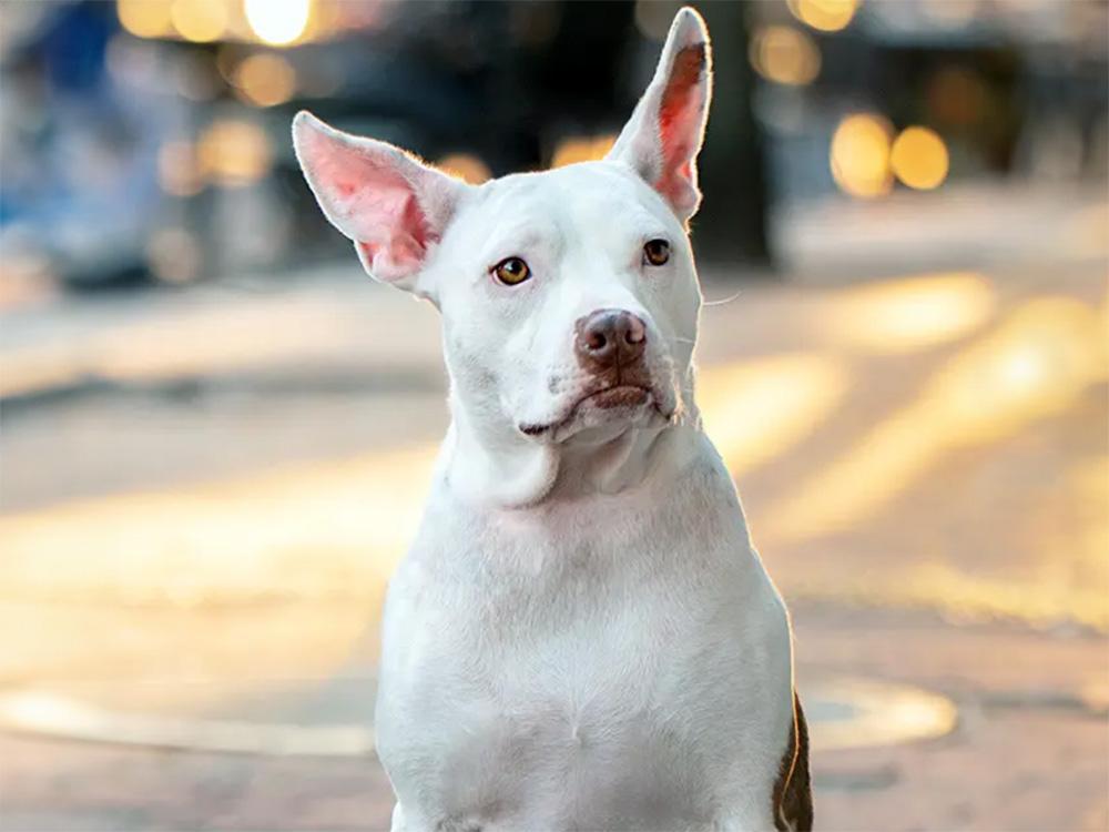 Pit Chihuahua mix