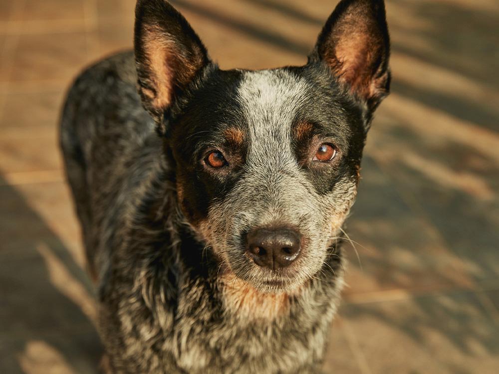 Australian Cattle Dog