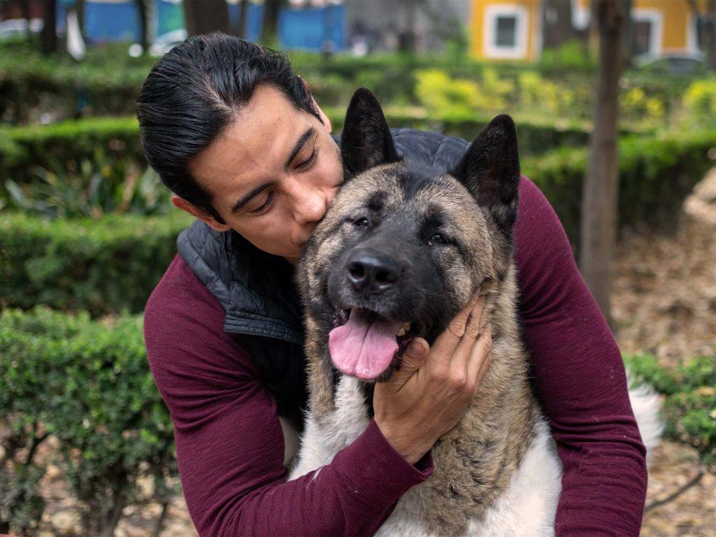 man kisses american akita dog