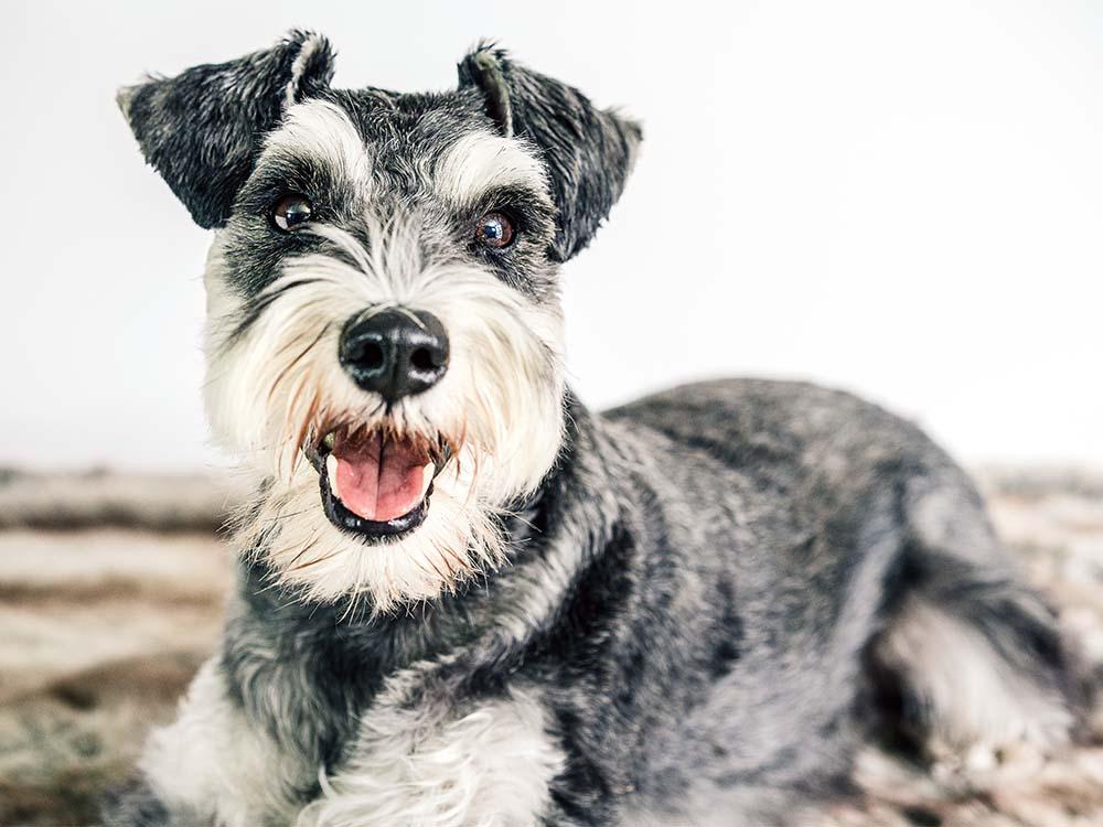 Miniature Schnauzer dog