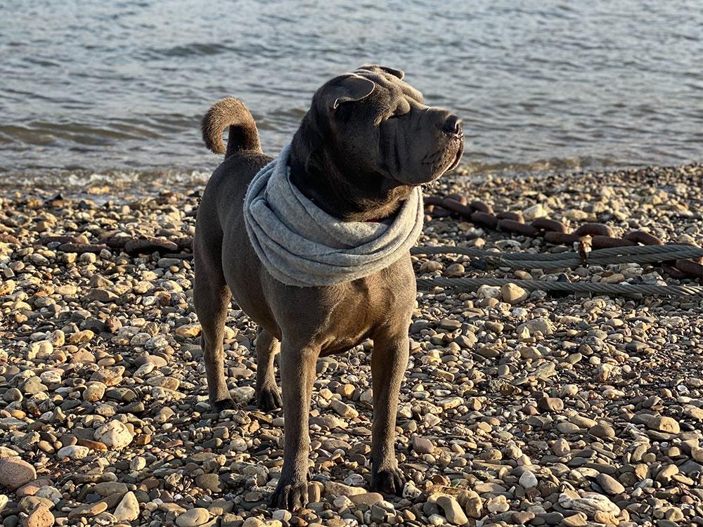 Shar-Pei on rocky shore