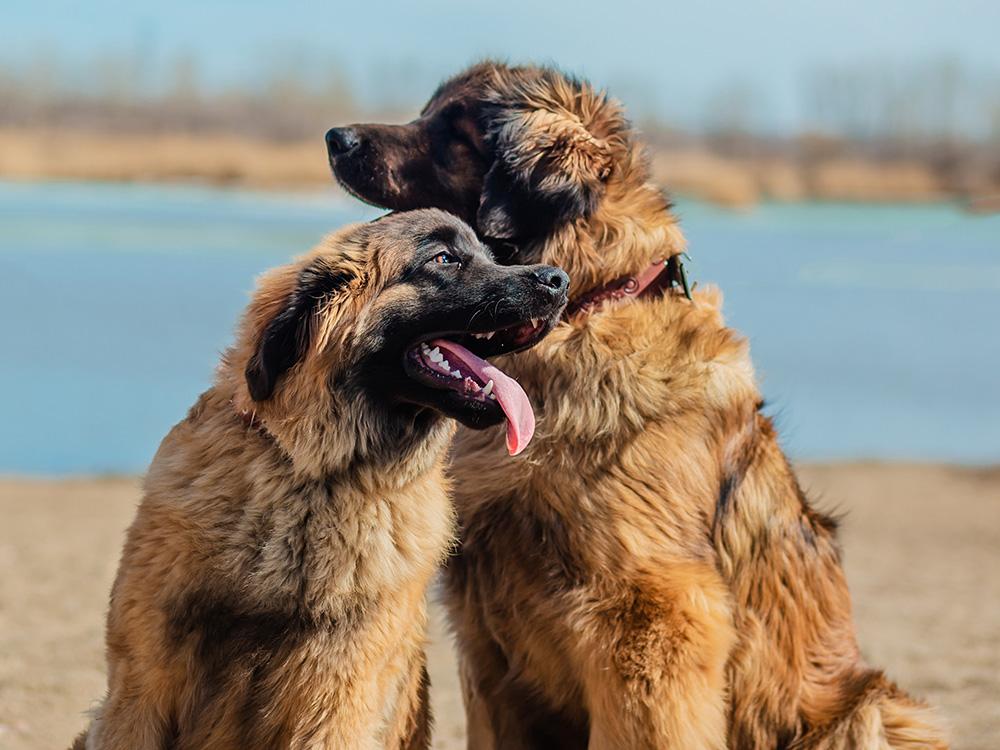 Leonberger