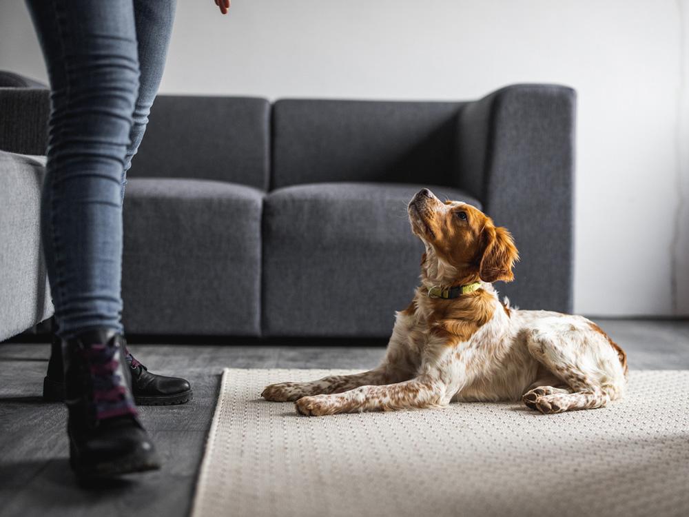 Brittany Spaniel in training