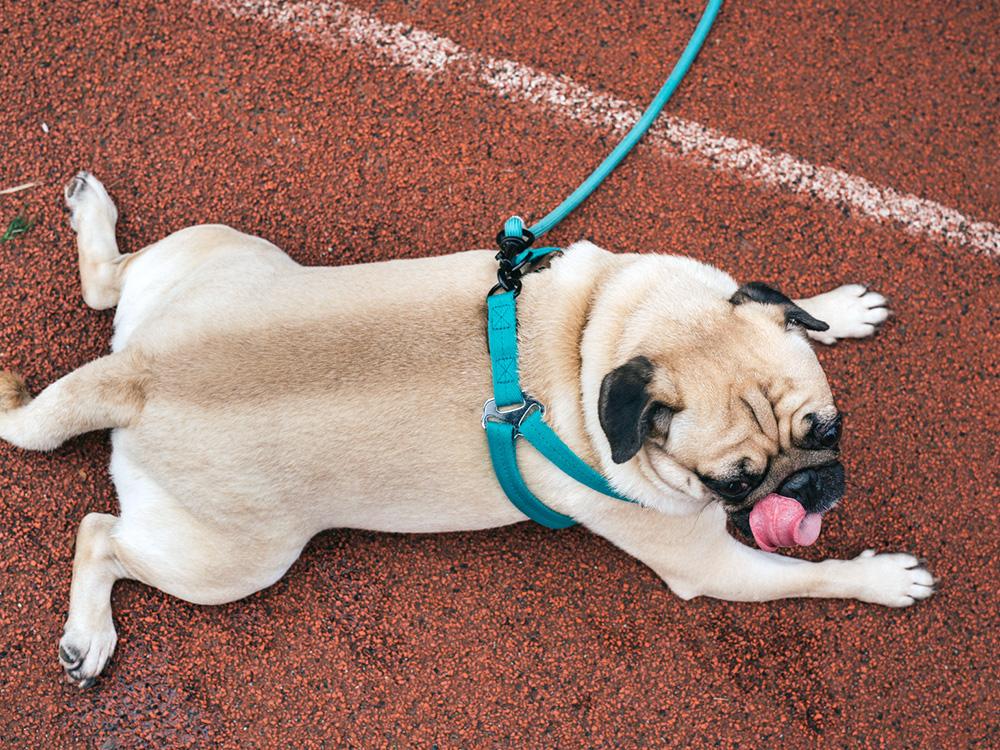 wrinkly pug lying flat