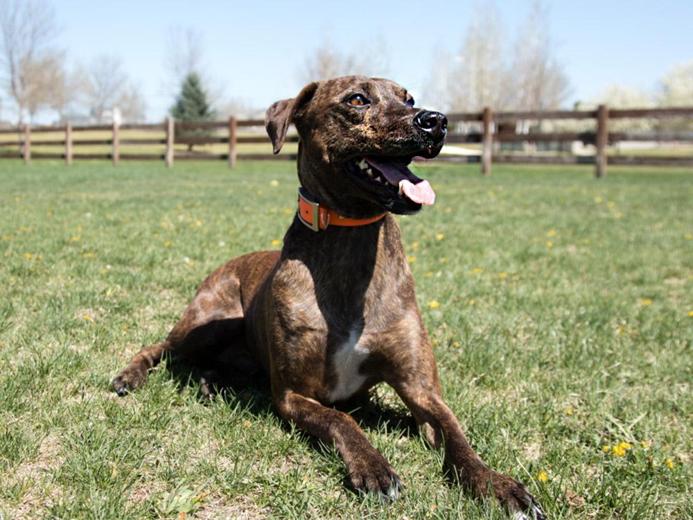 Plott Hound