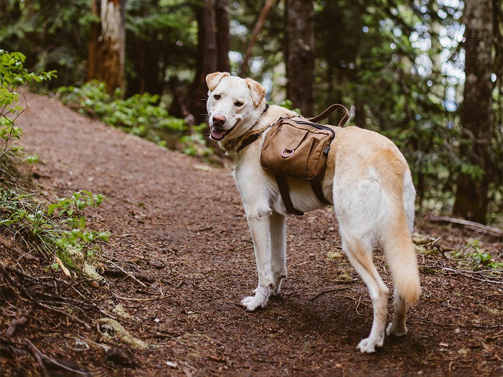 TSA Dog Adoption: Adopting Former TSA Pups