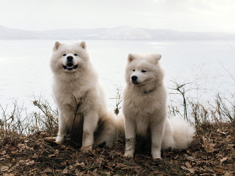 Samoyed