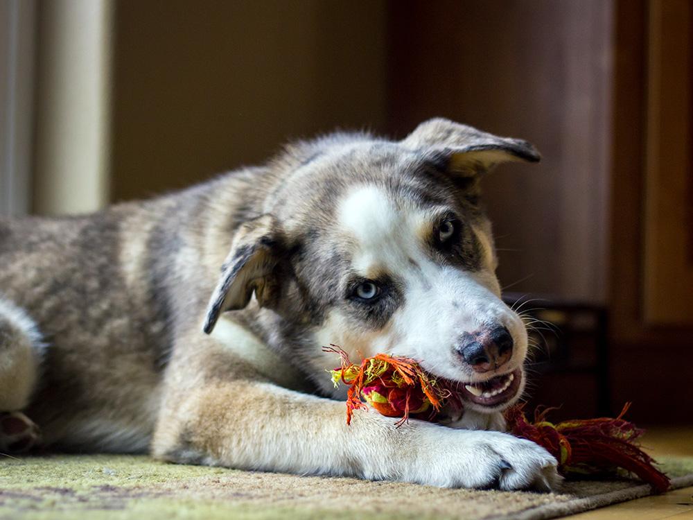 ausky dog chewing