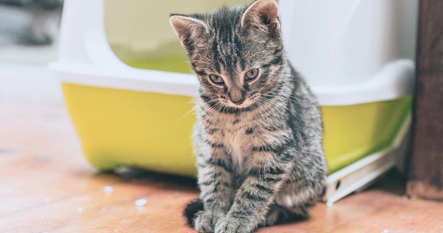 Kitten Constipation: Why Hasn’t My New Kitten Pooped Yet?