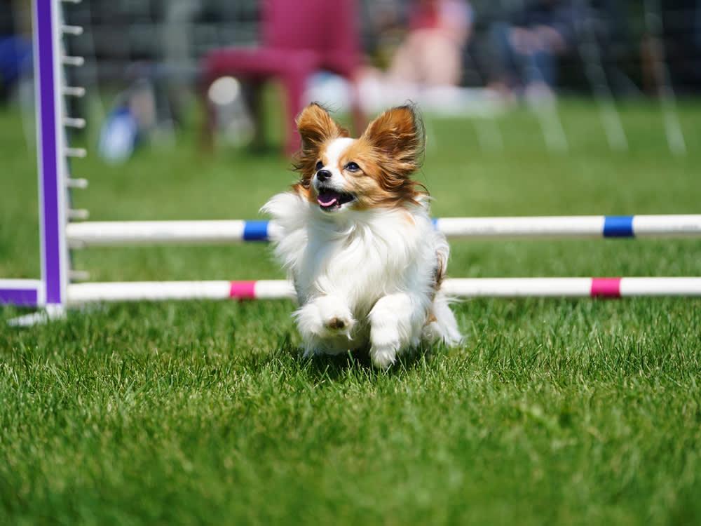 trained Papillon dog doing agility