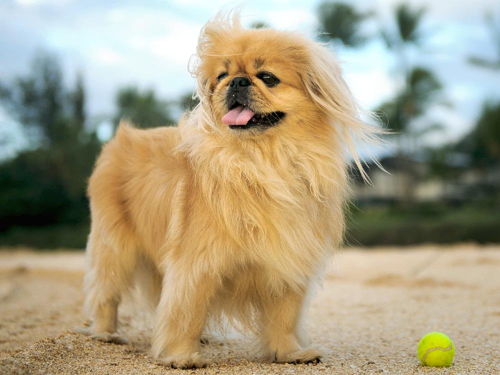 Pekingese dog on beach