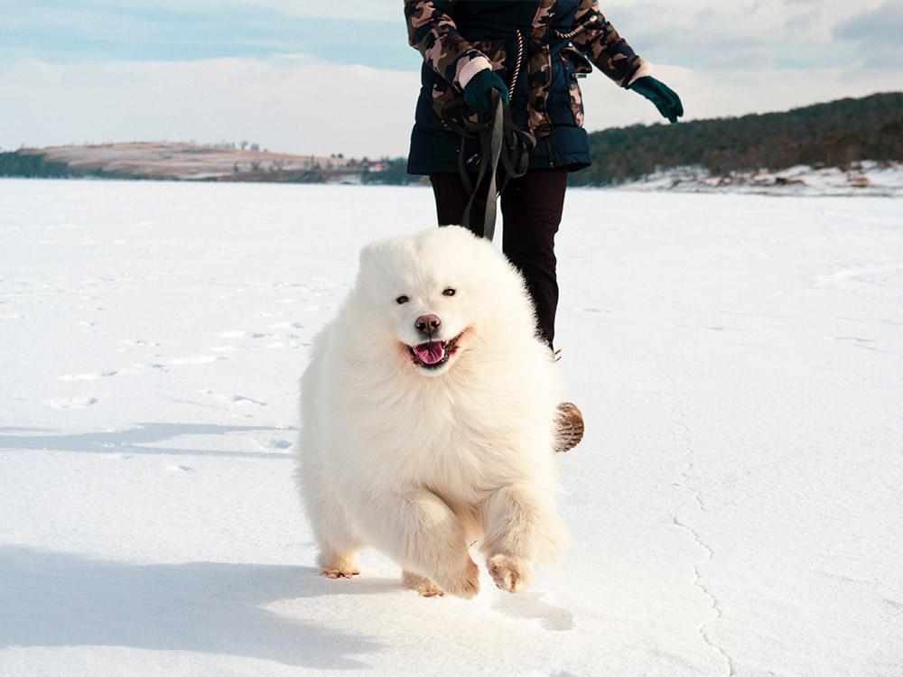 Samoyed