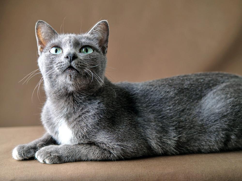 gray korat cat