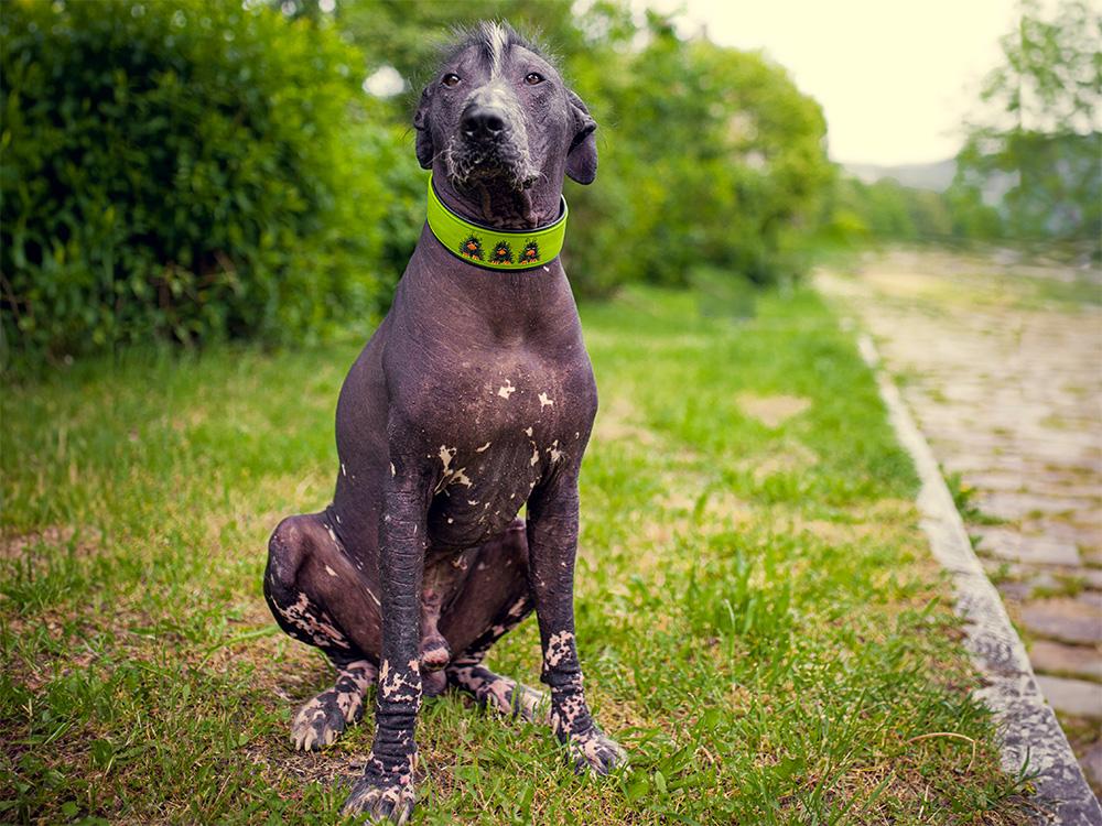 Xoloitzcuintli