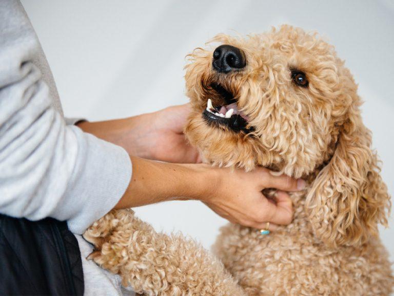 Goldendoodle dog with person