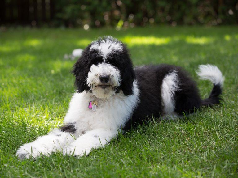 Sheepadoodle