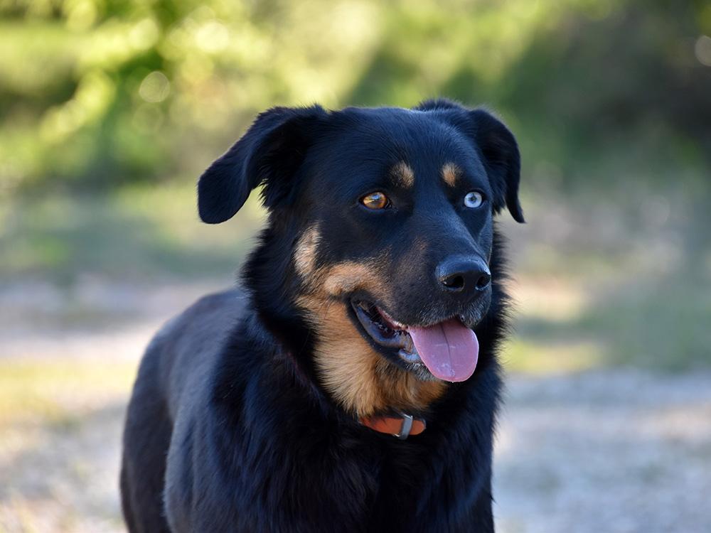 doberman husky dog