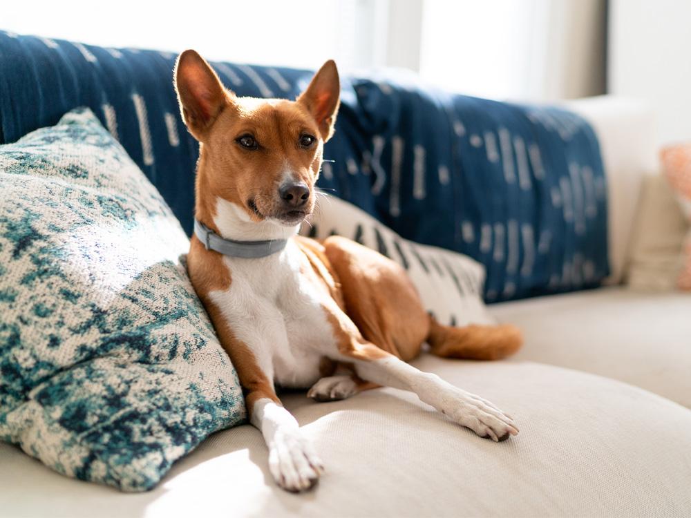 Basenji