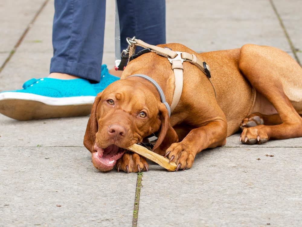 trained Vizsla dog waits on sidewalk