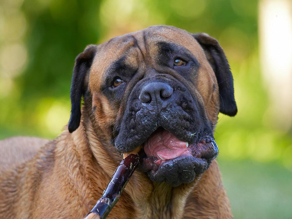 Bullmastiff dog