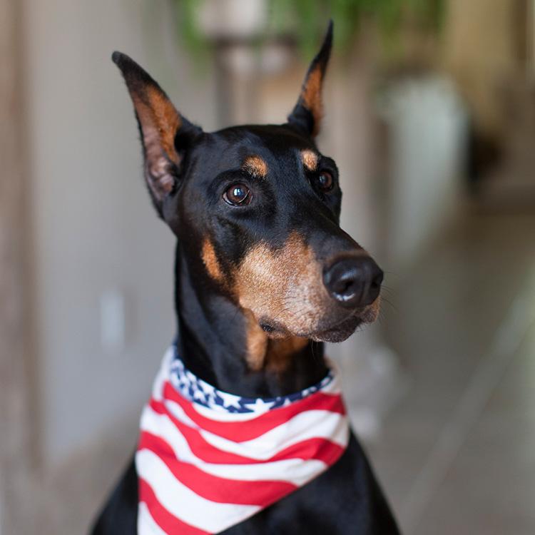 Doberman with cropped ears